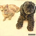 sandyvilletti @sandyvilletti profile image