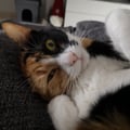 cipi @cipi profile image