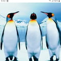@luispe profile image