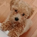lyy @lyy profile image