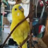 chicco