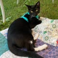 alleycat1331 @alleycat1331 profile image