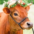 varivegan @varivegan profile image