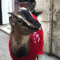 saradiv @saradiv profile image