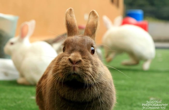 shocked bunny