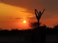 ushiveg @ushiveg profile image