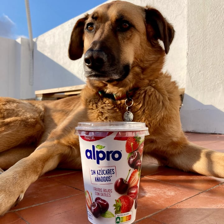 photo of Alpro Yogurt Frutos Rojos y Dátiles shared by @asiayportia on  09 Mar 2022 - review