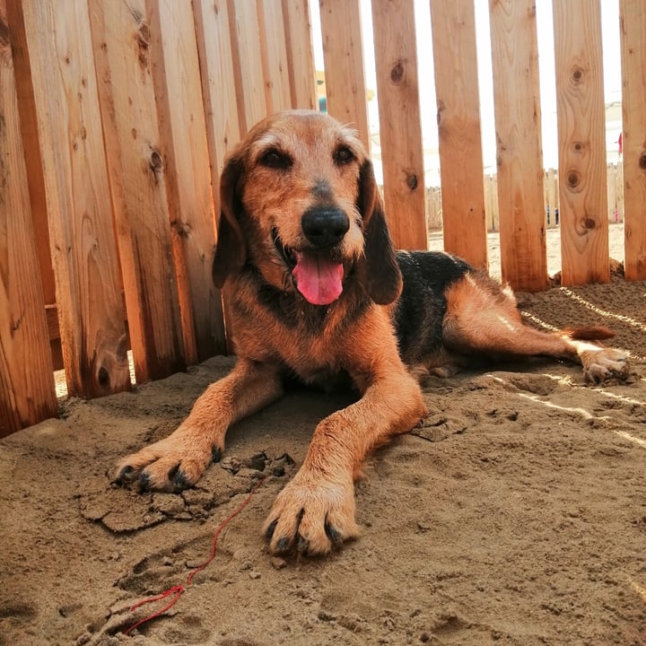 review photo of Yarrah Vega Dog Food shared by @giorgiacst on 17 Sep 2020 - review