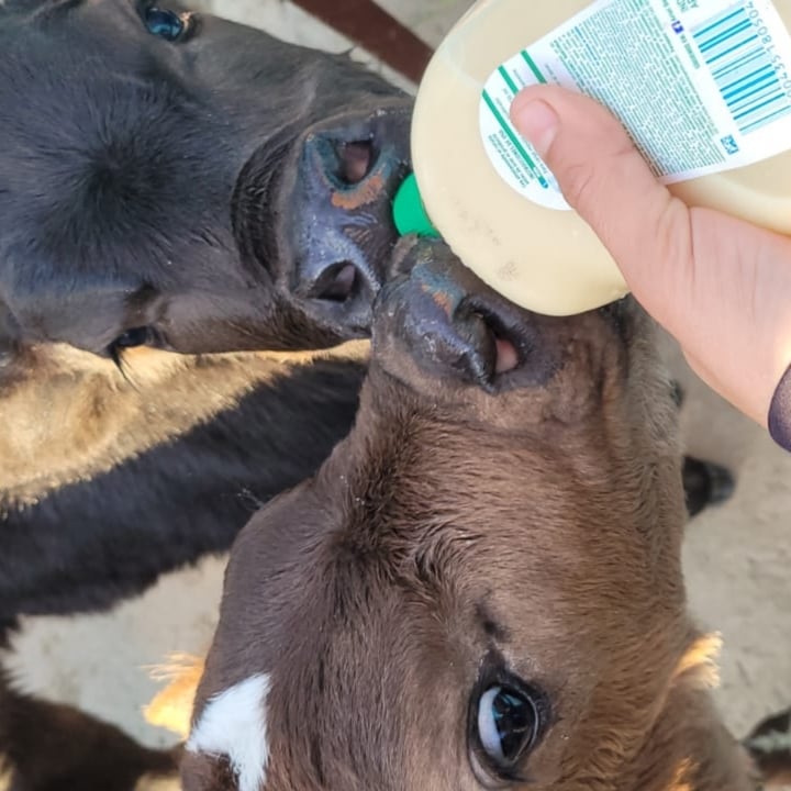 review photo shared by @vforvegan on 25 Aug 2022 - post
