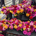 amaranth @amaranth profile image