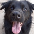 lucappl @lucappl profile image