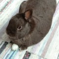 pickyrabbit @pickyrabbit profile image