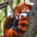 chanystar @chanystar profile image