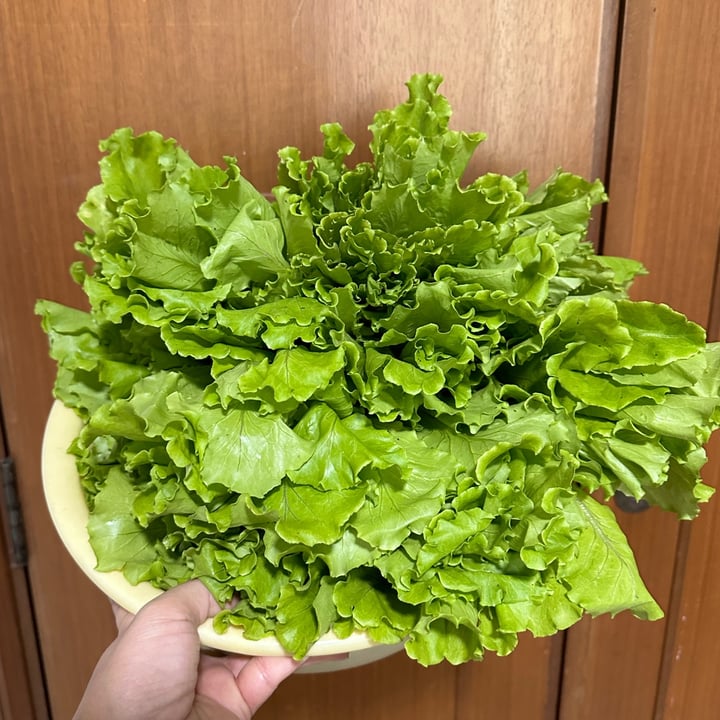 photo of Ground-Up Initiative Lettuce shared by @piggy-egg on  24 Dec 2022 - review