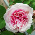cavo @cavo profile image