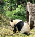 vanpanda @vanpanda profile image