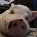 archiethepig @archiethepig profile image