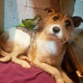 compasionveganaarg @compasionveganaarg profile image