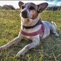 @agusbchav profile image