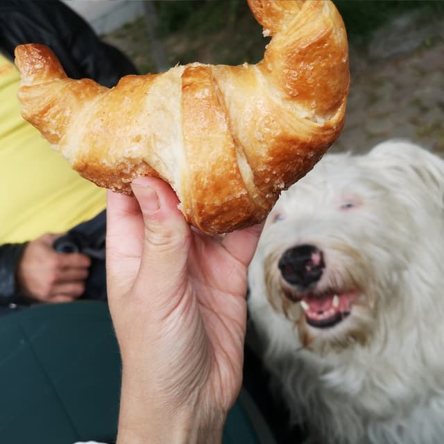 Foto del piatto “Cornetto Marmellata Di Albicocca”