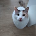 lauralig @lauralig profile image