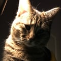 margarina @margarina profile image
