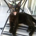 bastet @bastet profile image