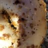 Swan City Bagels