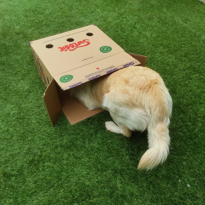 review photo of Sweggie Zucchine shared by @thekindseed on 31 May 2022 - review