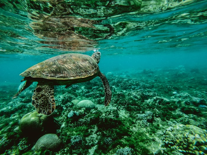 turtle swimming underwater