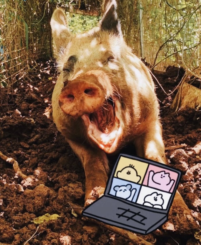 funny pig with an illustration of a zoom meeting