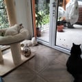 amoglianimali @amoglianimali profile image