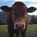 veggyelena @veggyelena profile image