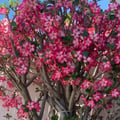 liliwalls @liliwalls profile image