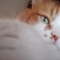 soniapaco @soniapaco profile image