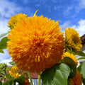 avatar of sunflower64