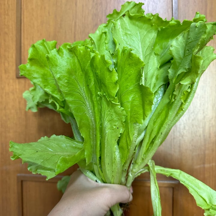 photo of Ground-Up Initiative Lettuce shared by @piggy-egg on  24 Dec 2022 - review