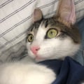 michellepezzotti @michellepezzotti profile image