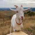 pattyvegan @pattyvegan profile image