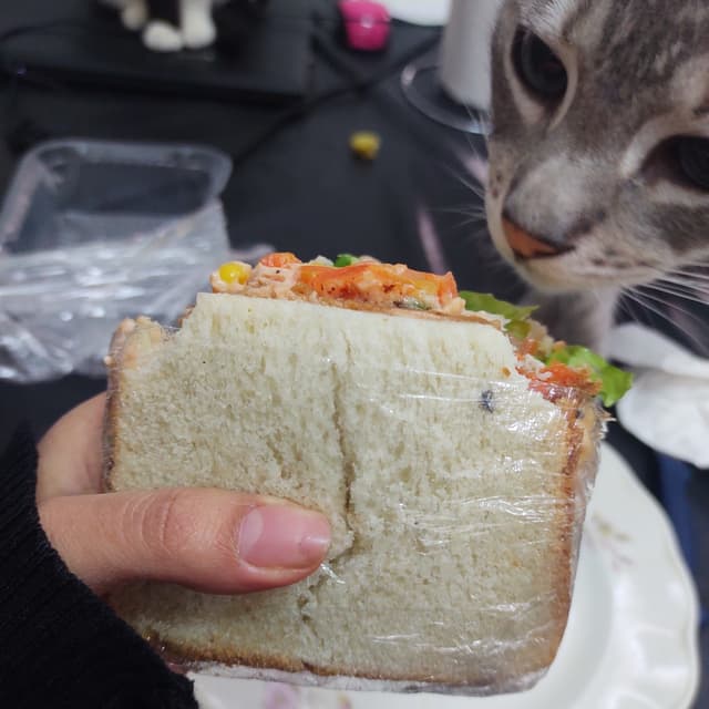 Photo of the dish “Sandwich Completo”