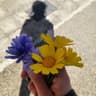 Impronte Vegetali