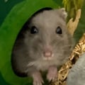 valenteena @valenteena profile image
