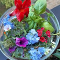 rosellina @rosellina profile image