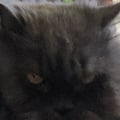 @cherscerri profile image