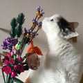 flarov @flarov profile image