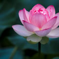lvchang84 @lvchang84 profile image