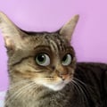 mbenitez @mbenitez profile image