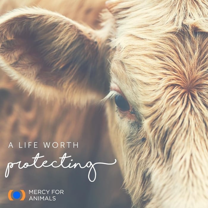 a closeup of cow with a quote, "A life worth protecting"