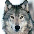lupogrigio @lupogrigio profile image