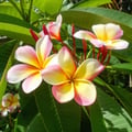 rachl @rachl profile image